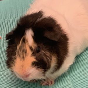 Meet your Posher, Isabel